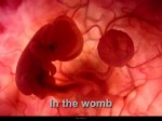 دانلود فایل پاورپوینت In the womb صفحه 1 