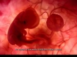 دانلود فایل پاورپوینت In the womb صفحه 2 