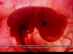 دانلود فایل پاورپوینت In the womb صفحه 4 