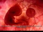 دانلود فایل پاورپوینت In the womb صفحه 5 