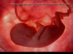 دانلود فایل پاورپوینت In the womb صفحه 7 