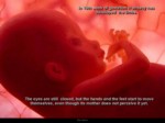 دانلود فایل پاورپوینت In the womb صفحه 8 