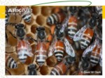 دانلود فایل پاورپوینت آشنایی با بهداشت و بیماریهای زنبور عسل صفحه 11 