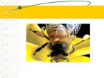 دانلود فایل پاورپوینت آشنایی با بهداشت و بیماریهای زنبور عسل صفحه 12 