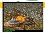 دانلود فایل پاورپوینت آشنایی با بهداشت و بیماریهای زنبور عسل صفحه 14 