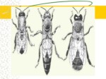 دانلود فایل پاورپوینت آشنایی با بهداشت و بیماریهای زنبور عسل صفحه 17 