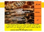 دانلود فایل پاورپوینت آشنایی با بهداشت و بیماریهای زنبور عسل صفحه 18 