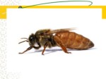 دانلود فایل پاورپوینت آشنایی با بهداشت و بیماریهای زنبور عسل صفحه 20 