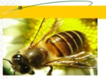 دانلود فایل پاورپوینت آشنایی با بهداشت و بیماریهای زنبور عسل صفحه 6 