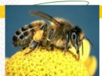 دانلود فایل پاورپوینت آشنایی با بهداشت و بیماریهای زنبور عسل صفحه 8 