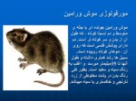دانلود فایل پاورپوینت خسارت موشهای ورامین به کشاورزی صفحه 10 