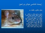 دانلود فایل پاورپوینت خسارت موشهای ورامین به کشاورزی صفحه 11 