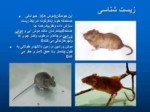 دانلود فایل پاورپوینت خسارت موشهای ورامین به کشاورزی صفحه 3 
