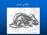 دانلود فایل پاورپوینت خسارت موشهای ورامین به کشاورزی صفحه 4 