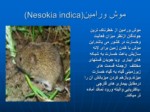 دانلود فایل پاورپوینت خسارت موشهای ورامین به کشاورزی صفحه 5 