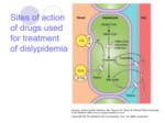 دانلود فایل پاورپوینت Drugs used in the treatment of hyperlipidemias صفحه 17 