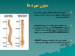 دانلود فایل پاورپوینت آناتومی و حرکات تنه صفحه 5 