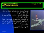 دانلود پاورپوینت معرفی و شناسایی مهمترین علفهای هرز ایران صفحه 15 