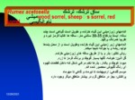 دانلود پاورپوینت معرفی و شناسایی مهمترین علفهای هرز ایران صفحه 20 