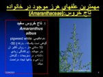 دانلود پاورپوینت معرفی و شناسایی مهمترین علفهای هرز ایران صفحه 4 