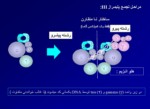 دانلود پاورپوینت فاکتورهای همانند سازی صفحه 15 