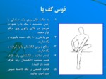 دانلود پاورپوینت کشش ورزشی صفحه 2 