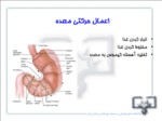 دانلود پاورپوینت دستگاه گوارش صفحه 11 