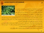 دانلود پاورپوینت روشهای بهره برداری از گیاهان دارویی جنگلی صفحه 3 