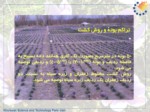 دانلود پاورپوینت فناوری تولید زعفران در ایران صفحه 11 