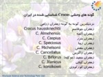 دانلود پاورپوینت فناوری تولید زعفران در ایران صفحه 6 