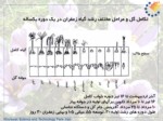 دانلود پاورپوینت فناوری تولید زعفران در ایران صفحه 8 