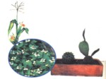 دانلود پاورپوینت گیاهان صفحه 5 