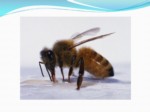 دانلود پاورپوینت زنبور عسل صفحه 10 