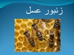 دانلود پاورپوینت زنبور عسل صفحه 1 