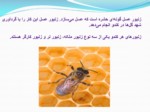 دانلود پاورپوینت زنبور عسل صفحه 2 