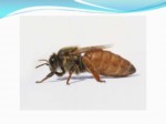 دانلود پاورپوینت زنبور عسل صفحه 4 