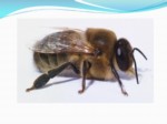 دانلود پاورپوینت زنبور عسل صفحه 7 