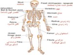 دانلود پاورپوینت آناتومی و فیزیولوژی انسانی صفحه 3 