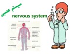 دانلود پاورپوینت سیستم عصبی صفحه 2 