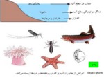 دانلود پاورپوینت گوناگونی جانداران صفحه 3 