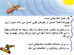 دانلود پاورپوینت حشرات در قرآن واحادیث صفحه 17 
