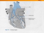دانلود پاورپوینت نقش عوامل رفتاری در بیماریهای قلبی - عروقی صفحه 13 
