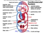 دانلود پاورپوینت نقش عوامل رفتاری در بیماریهای قلبی - عروقی صفحه 6 