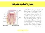 دانلود پاورپوینت سلامت دهان صفحه 2 