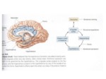 دانلود فایل پاورپوینت مغز و یادگیری کودک رویکرد نوروپسیکولوژیک صفحه 11 