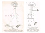 دانلود فایل پاورپوینت مغز و یادگیری کودک رویکرد نوروپسیکولوژیک صفحه 6 