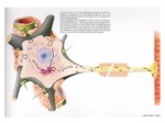 دانلود فایل پاورپوینت مغز و یادگیری کودک رویکرد نوروپسیکولوژیک صفحه 7 