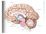 دانلود فایل پاورپوینت مغز و یادگیری کودک رویکرد نوروپسیکولوژیک صفحه 9 
