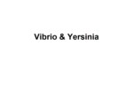 دانلود فایل پاورپوینت باکتری Vibrio & Yersinia صفحه 1 