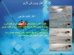دانلود فایل پاورپوینت بیوتکنیک تکثیر و پرورش ماهیان دریایی جنوب ایران صفحه 10 